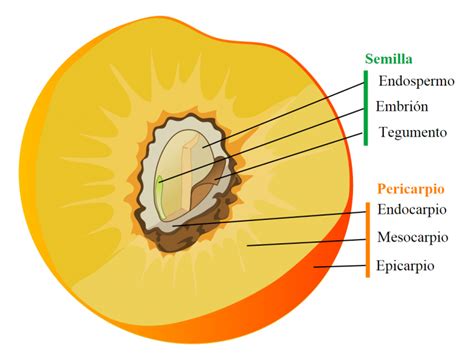 bajar pepa|14. Denominada también «pepa» del fruto: a) Mesocarpio b) Pericarpo.